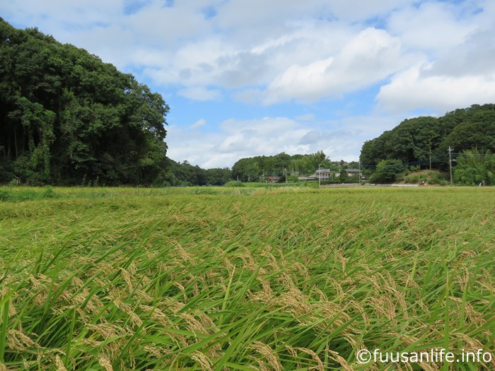 収穫間際の稲の写真