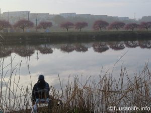 河津桜と釣人の写真