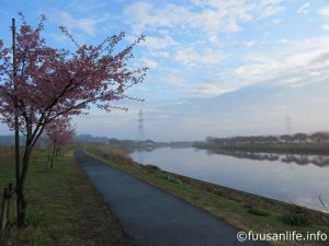 右岸沿いの河津桜の写真