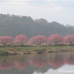 水面に映る対岸の河津桜の写真
