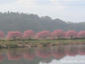 水面に映る対岸の河津桜の写真