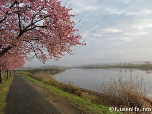 新川右岸沿いの河津桜の写真