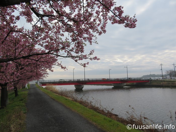 神尾橋付近の河津桜の写真