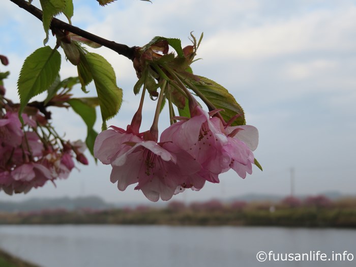 頭を垂れてる河津桜の写真