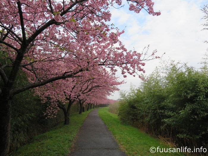 新川左岸沿いに咲く河津桜の写真