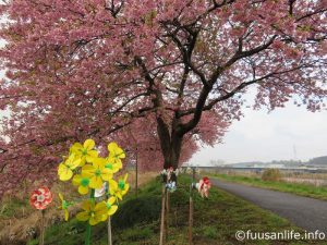 風車と河津桜の写真