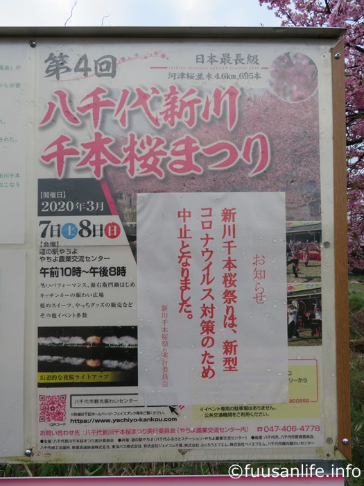 八千代新川千本桜まつり中止のポスター写真