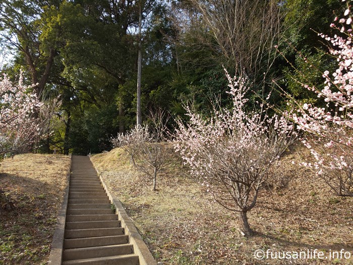 白梅と神社へ続く階段の写真